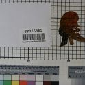 TF005861-2