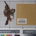 TF005879-1 Asien China,Figur,Leder,Fritz Fey,2010