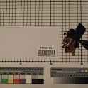 TF005939-3