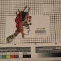 TF005969-1 Asien China,Figur,Leder,Fritz Fey,2010