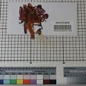 TF005986-1 Asien China,Figur,Leder,Fritz Fey,2010
