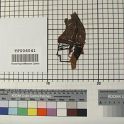 TF006041-2